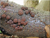 Rtliche Kohlenbeere - Hypoxylon fragiforme
