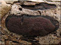 Hypoxylon petriniae