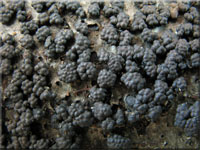 Zusammengedrängte Kohlenbeere - Annulohypoxylon cohaerens
