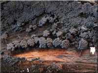 Zusammengedrängte Kohlenbeere - Annulohypoxylon cohaerens