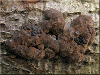 Zusammengedrängte Kohlenbeere - Annulohypoxylon cohaerens