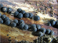 Zitzen-Kohlenbeere - Rosellinia corticium