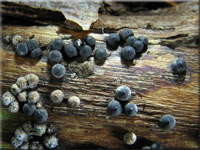 Zitzen-Kohlenbeere - Rosellinia corticium