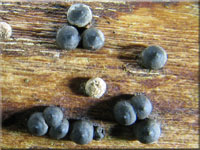 Zitzen-Kohlenbeere - Rosellinia corticium