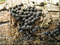 Zitzen-Kohlenbeere - Rosellinia corticium