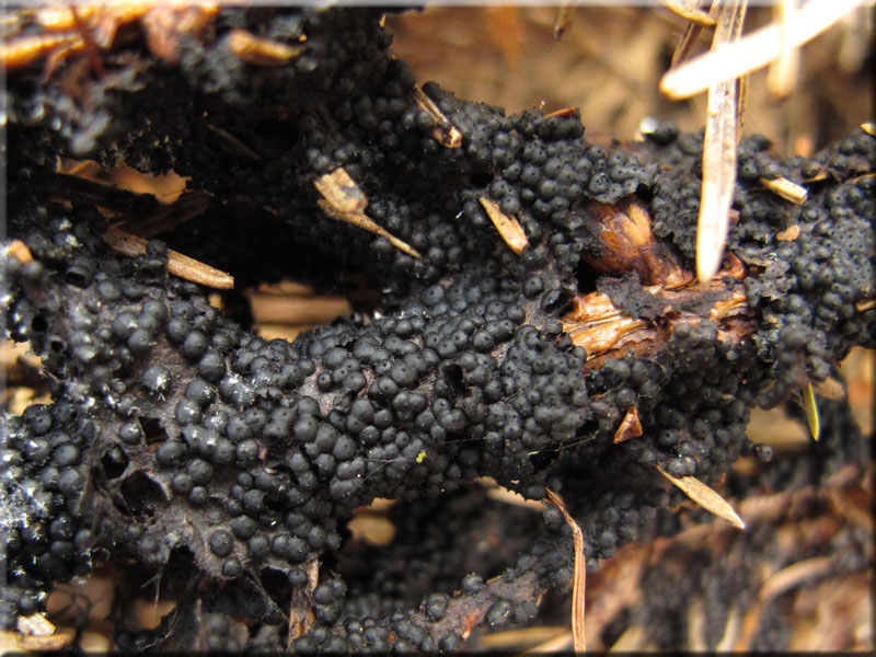 Nadelholz-Stromabeere - Rosellinia thelena