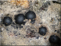 Nadelholz-Stromabeere - Rosellinia thelena