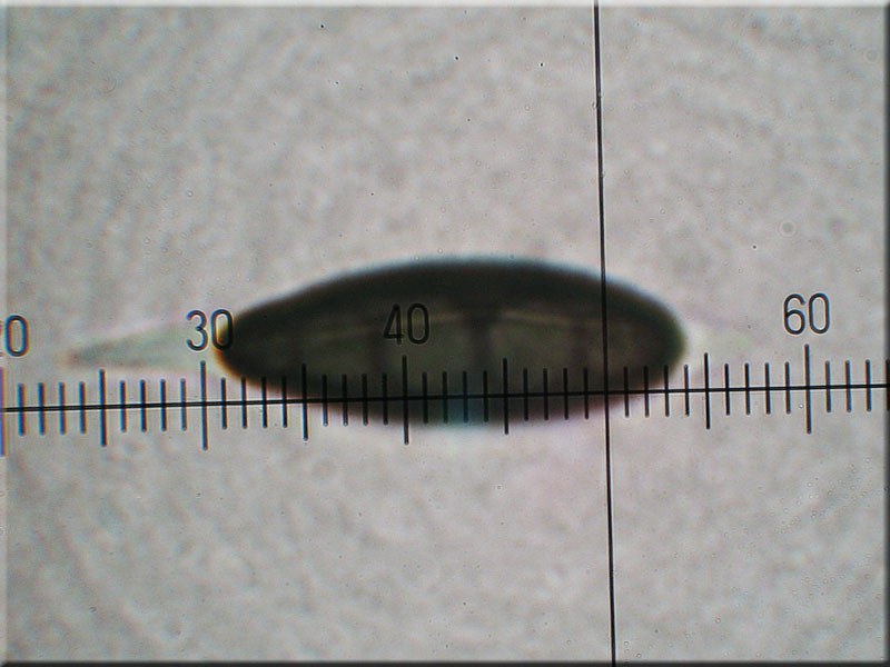 Nadelholz-Stromabeere - Rosellinia thelena