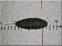 Nadelholz-Stromabeere - Rosellinia thelena