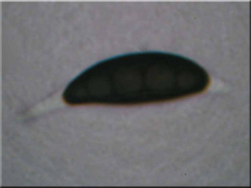 Nadelholz-Stromabeere - Rosellinia thelena
