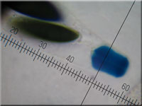 Nadelholz-Stromabeere - Rosellinia thelena