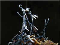Buchenfruchtschalen-Holzkeule - Xylaria carpophila