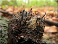 Buchenfruchtschalen-Holzkeule - Xylaria carpophila