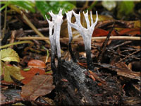 Geweihfrmige Holzkeule - Xylaria hypoxylon