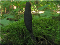 Langstielige Ahorn-Holzkeule - Xylaria longipes