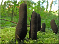 Langstielige Ahorn-Holzkeule - Xylaria longipes