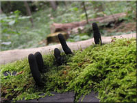 Langstielige Ahorn-Holzkeule - Xylaria longipes