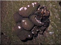 Vielgestaltige Holzkeule - Xylaria polymorpha 