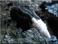 Vielgestaltige Holzkeule - Xylaria polymorpha 
