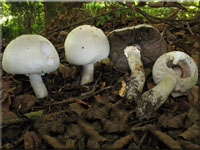 Gemeiner Anis-Egerling (Schafchampignon) - Agaricus arvensis