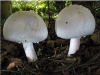 Gemeiner Anis-Egerling(Schafchampignon) - Agaricus arvensis