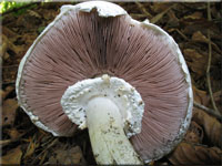 Gemeiner Anis-Egerling (Schafchampignon) - Agaricus arvensis