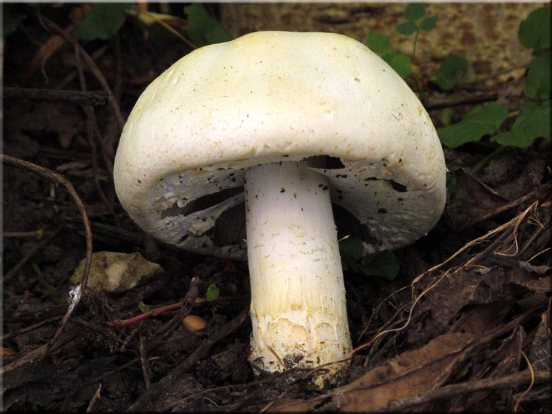 Gemeiner Anis-Egerling (Schafchampignon) - Agaricus arvensis