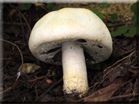 Gemeiner Anis-Egerling (Schafchampignon) - Agaricus arvensis