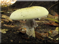 Gemeiner Anis-Egerling (Schafchampignon) - Agaricus arvensis