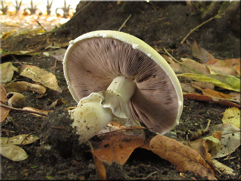 Gemeiner Anis-Egerling (Schafchampignon) - Agaricus arvensis