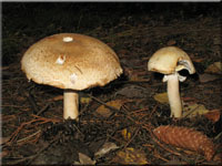 Braunschuppiger Riesenchampignon - Agaricus augustus
