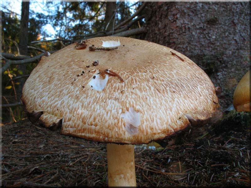 Braunschuppiger Riesenchampignon - Agaricus augustus