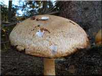 Braunschuppiger Riesenchampignon - Agaricus augustus
