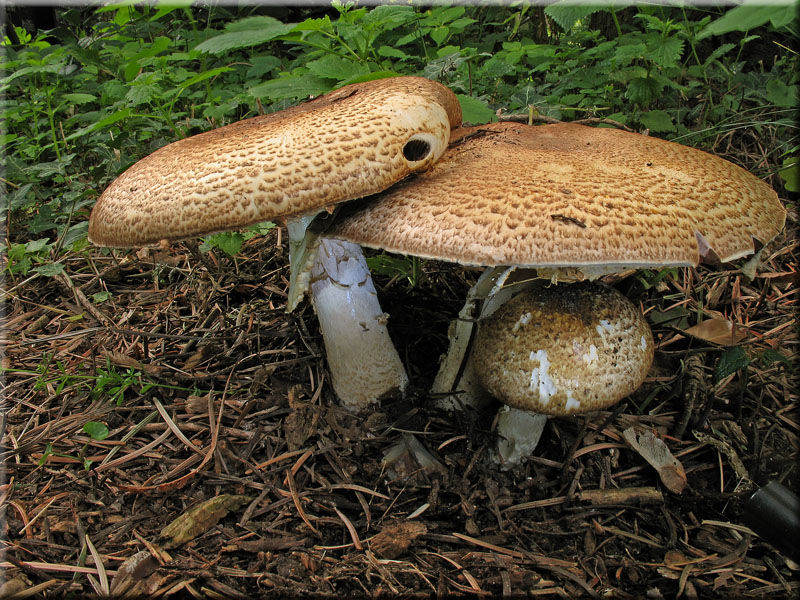 Braunschuppiger Riesenchampignon - Agaricus augustus
