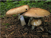 Braunschuppiger Riesenchampignon - Agaricus augustus