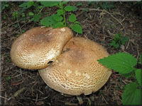 Braunschuppiger Riesenchampignon - Agaricus augustus