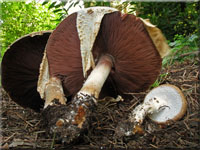 Braunschuppiger Riesenchampignon - Agaricus augustus