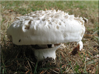 Schopftintling - Coprinus comatus