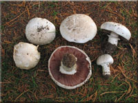 Agaricus bernhardii