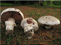 Agaricus bernhardii