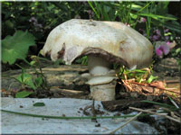Stadtchampignon - Agaricus bitorquis