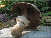 Stadtchampignon - Agaricus bitorquis