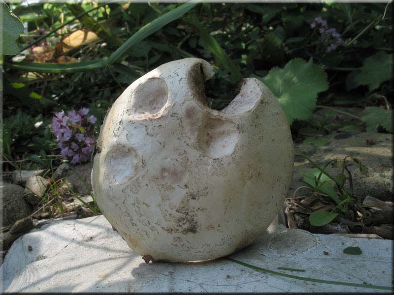Stadtchampignon - Agaricus bitorquis