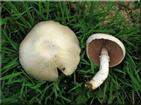Wiesenchampignon - Agaricus campestris 