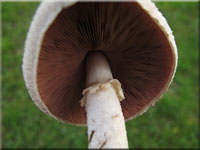 Wiesenchampignon - Agaricus campestris 