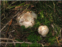 Rissigschuppiger Anis-Champignon - Agaricus fissuratus