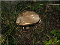 Rissigschuppiger Anis-Champignon - Agaricus fissuratus