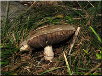 Rissigschuppiger Anis-Champignon - Agaricus fissuratus