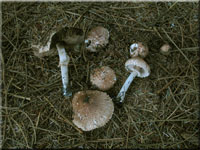 Großsporiger Blutchampignon - Agaricus langei