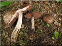 Grosporiger Blutchampignon - Agaricus langei